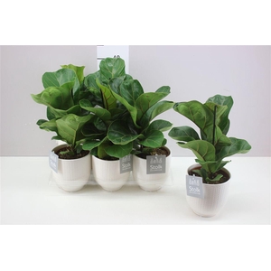 Ficus Lyrata Liv Keramiek A2