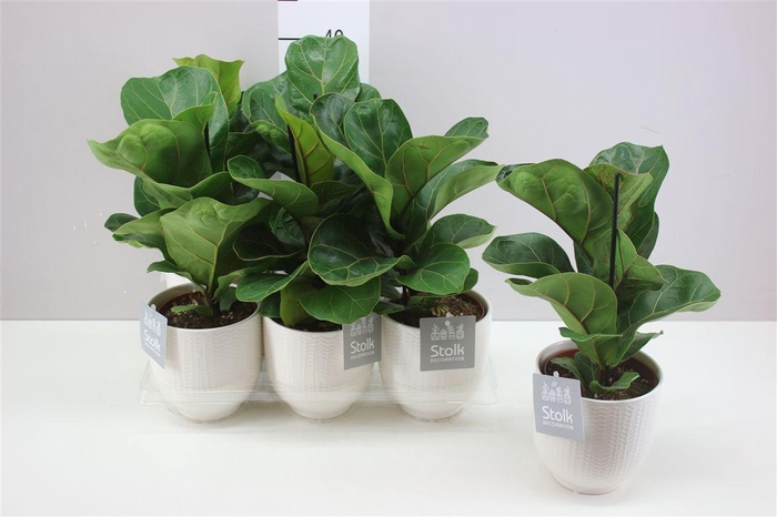 <h4>Ficus Lyrata Liv Keramiek A2</h4>