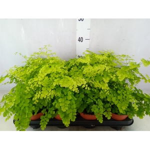 Adiantum raddi. 'Fragrans'