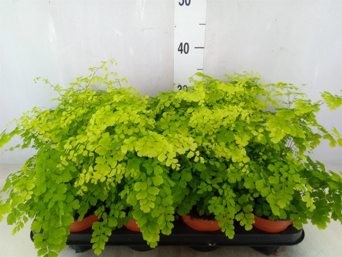 <h4>Adiantum raddi. 'Fragrans'</h4>