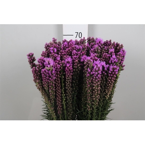 Liatris Spicata