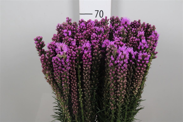 <h4>Liatris Spicata</h4>