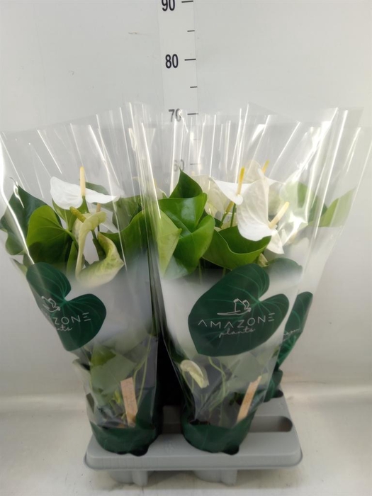 <h4>Anthurium andr. 'Samora'</h4>