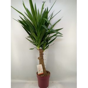 Yucca elephantipes   ...