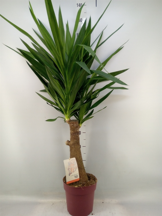 <h4>Yucca elephantipes   ...</h4>