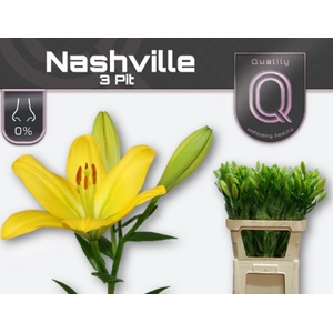 Li La Nashville 3 Kop Qualily