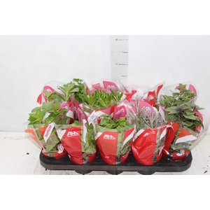 ERVAS AROMATICAS P11