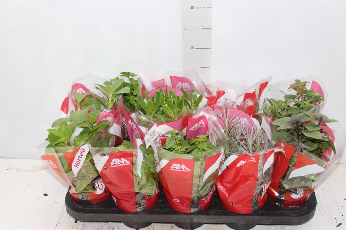 ERVAS AROMATICAS P11
