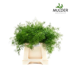 Asparagus Dens Sprengeri X50