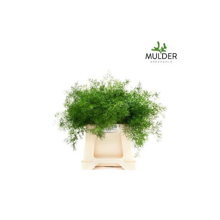 <h4>ASP DENS SPRENGERI</h4>