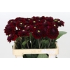 Dahlia Black Fox
