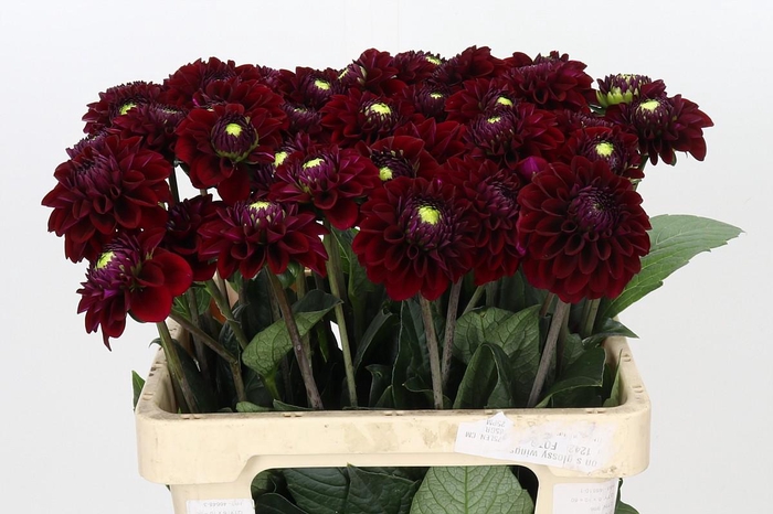 <h4>Dahlia Black Fox</h4>