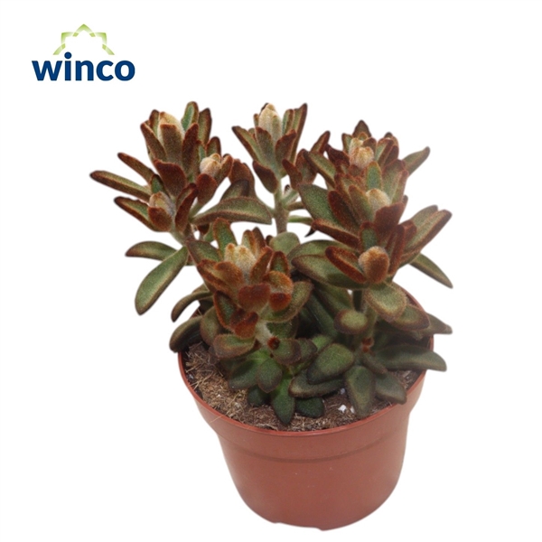 <h4>Kalanchoe Tomentosa Chocolate Soldier</h4>