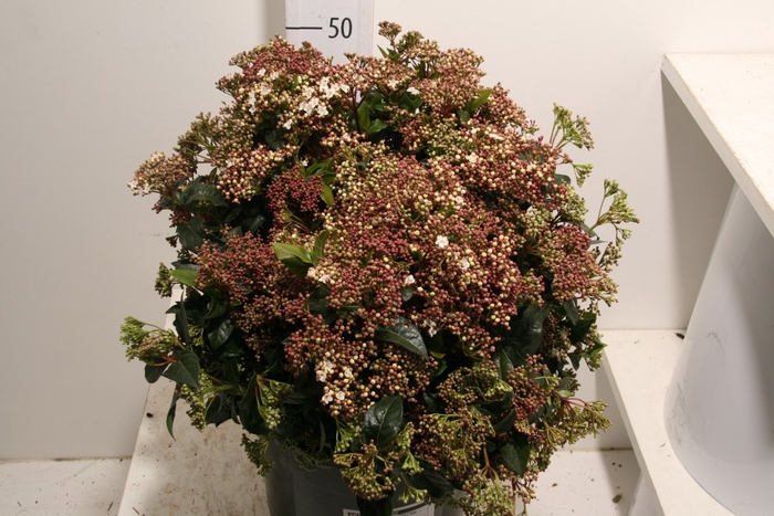 <h4>Viburnum Blooming Red P Bunch</h4>