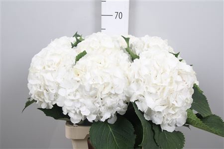 <h4>Hydr M Whi Verena</h4>