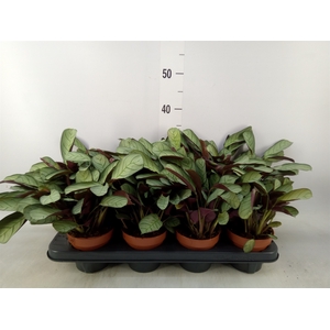 Ctenanthe burle-marxii 'Amagris'