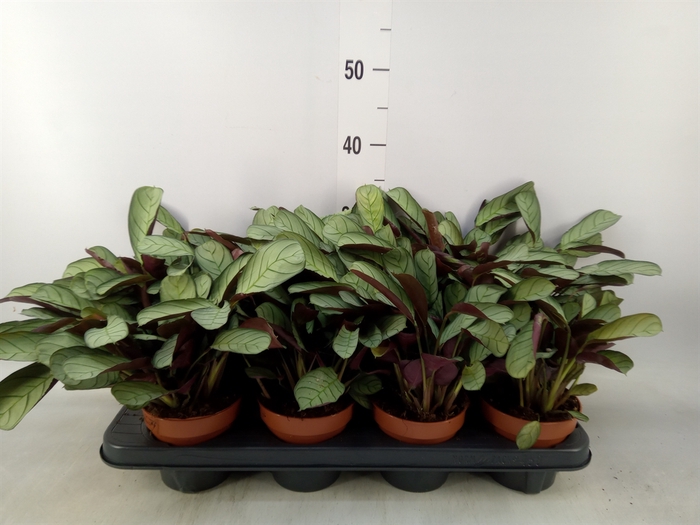 <h4>Ctenanthe burle-marxii 'Amagris'</h4>