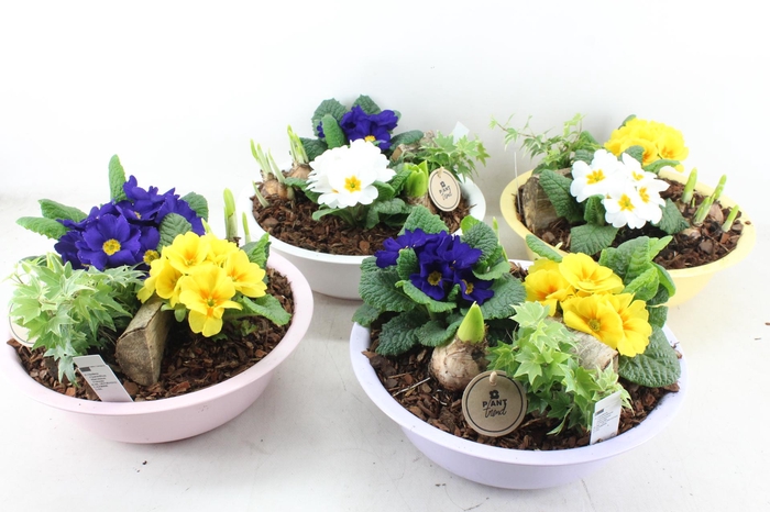 <h4>arr4 Primula PL - Zink schaal colour mix</h4>