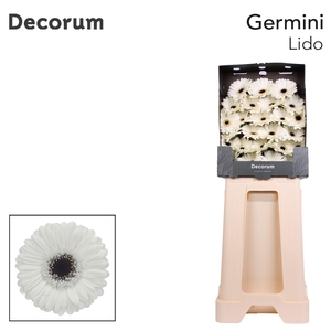 Germini Lido Diamond