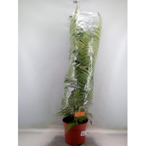 Dicksonia antarctica
