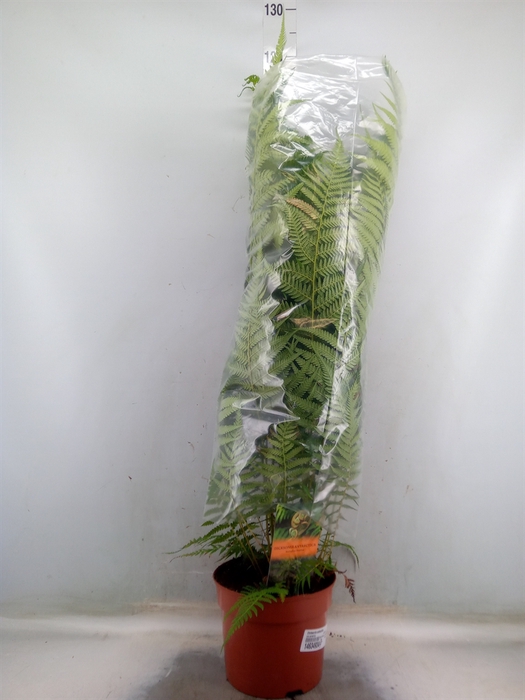 <h4>Dicksonia antarctica</h4>