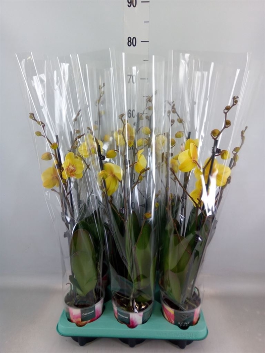 <h4>Phalaenopsis   ...</h4>