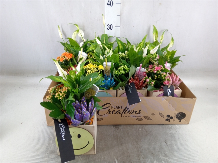 <h4>Arr.   Kamerplant Bloei L%</h4>