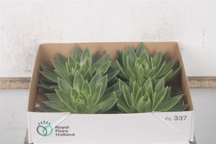 <h4>Echeveria Miranda X4</h4>