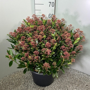 Skimmia japonica 'Antarctica' p.31