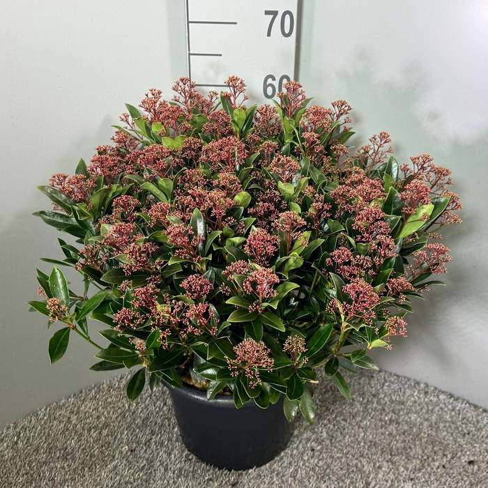 <h4>Skimmia japonica 'Antarctica' p.31</h4>