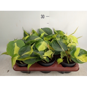 Philodendron scand. 'Brasil'