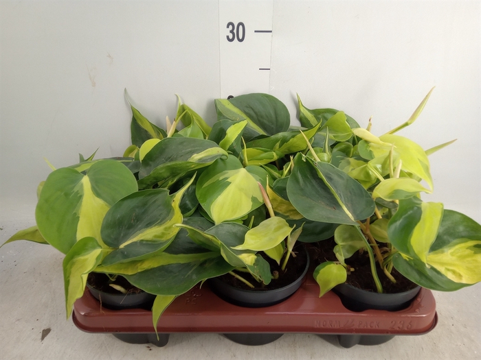 <h4>Philodendron scand. 'Brasil'</h4>