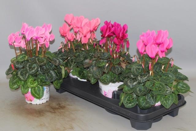 <h4>CYCL GR SUP XL</h4>