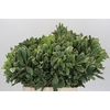 Pittosporum Ilan