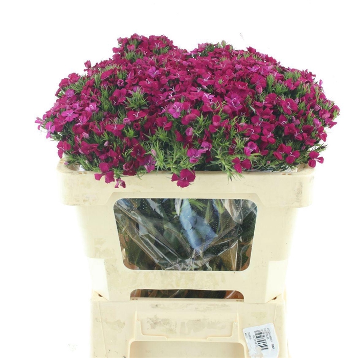 <h4>DI BARB AM NEON CHER</h4>