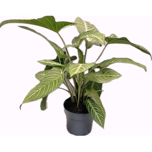 Xanthosoma Lindenii Mint 24cm