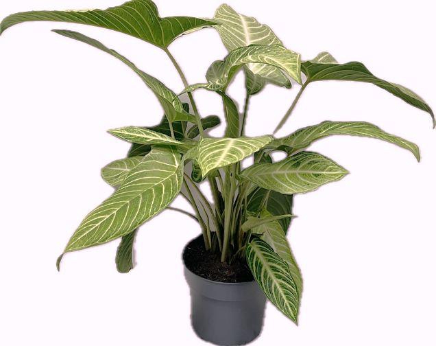 <h4>Xanthosoma Lindenii Mint 24cm</h4>