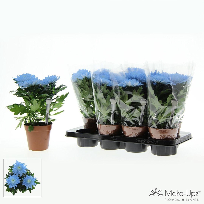 <h4>M-Upz Chrysanne® Zembla Next White Make-Upz® Uno Blue</h4>