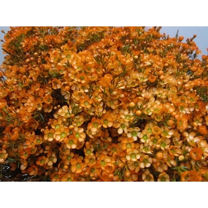Chame Oranje L70