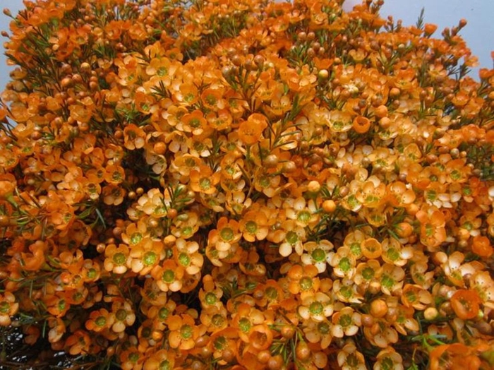 <h4>Chame Oranje L70</h4>