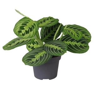 CALATHEA HYBRIDA P12 LEMON LIME