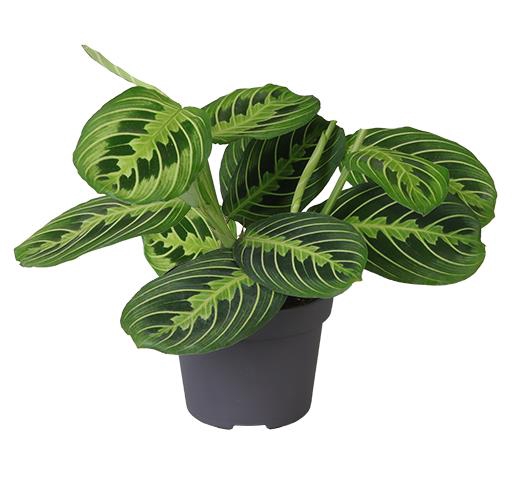 <h4>CALATHEA HYBRIDA P12 LEMON LIME</h4>