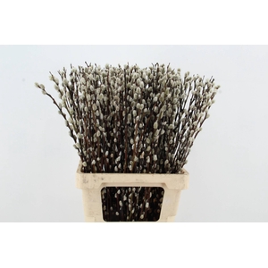 SALIX SNOW FLAKE