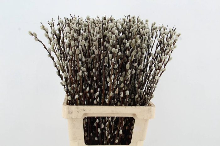 <h4>SALIX SNOW FLAKE</h4>