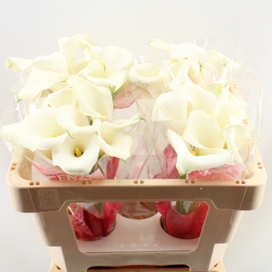 Zantedeschia captain ventura