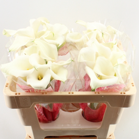 <h4>Zantedeschia captain ventura</h4>