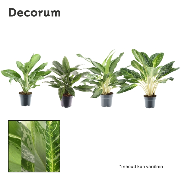 <h4>Aglaonema gemengd (Decorum)</h4>