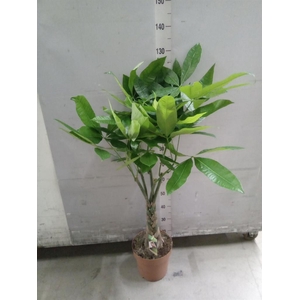 Pachira aquatica