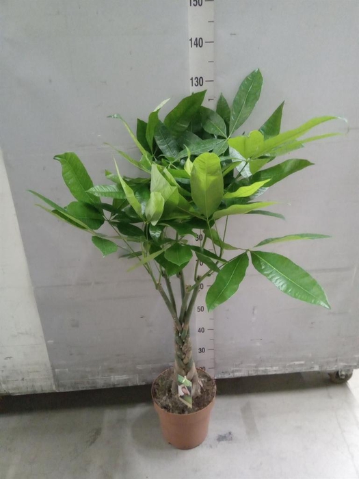 <h4>Pachira aquatica</h4>