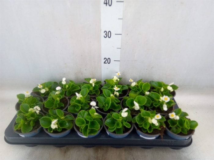 <h4>Begonia semp.   ...</h4>